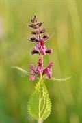 Stachys schtschegleevii